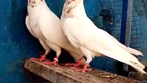 Indian lakhay pigeon