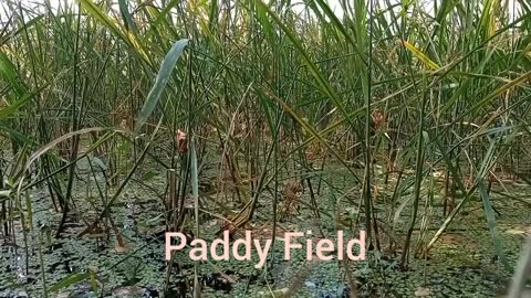 Natural Paddy Field, never see you?
