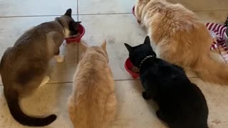 Cats eating food