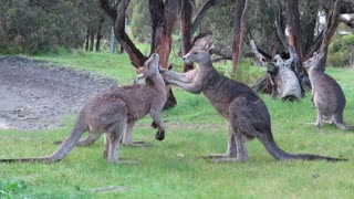 Kangaroos Jostle With Each Other
