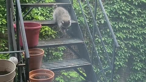 Baby Raccoons Climb Down Stairs