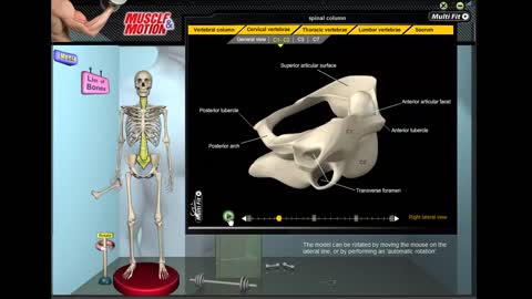 Muscle and Motion - The Skeletal System