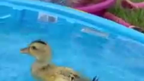 Ducklings first bath.......