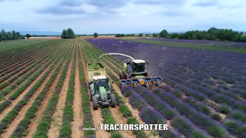 Lavender Harvest & Oil Distillation | Valensole - Provence - France 🇫🇷| large and small scale