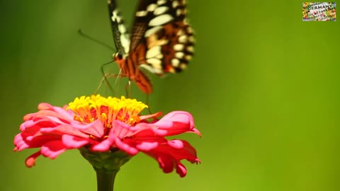 butterfly and flower part 4