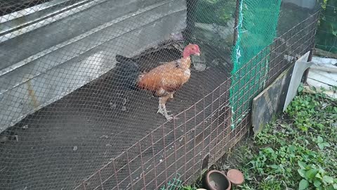 Hennie Fighting Cock (Tarlac, Philippines)