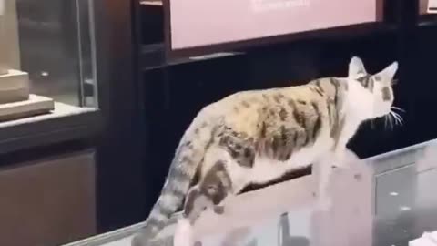 Cute cats 🤩 Cute and funny video 😍
