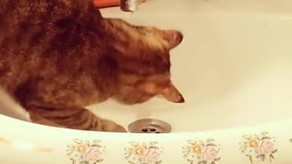 Cat tries to outsmart leaky bathroom faucet