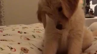 Golden Retriever Puppy Playing