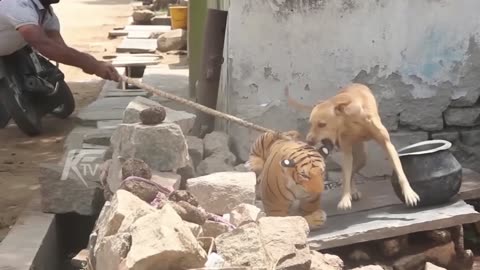 Dog Attacks Fake Tigers Pranks Part - 3 On - Super Funny Video