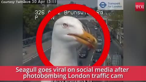 Viral video: Seagull photobombs traffic cam in London
