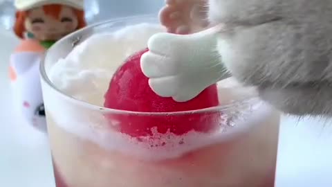 Super Chef Cat Makes Fruit Ice Cream