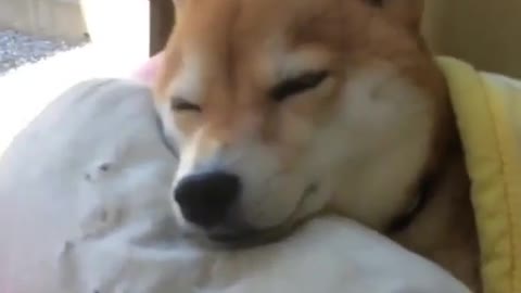 A dog who likes to sleep late