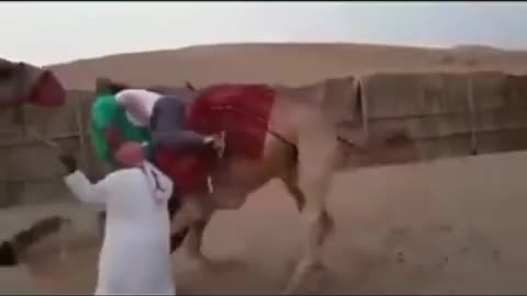 Camel ride fail