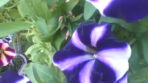 Beautiful blue, white and purple petunia flowers at flower shop, very pretty! [Nature & Animals]