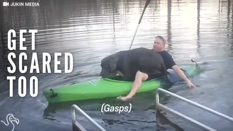 Great Dane Is So Determined To Fit Into Tiny Kayak