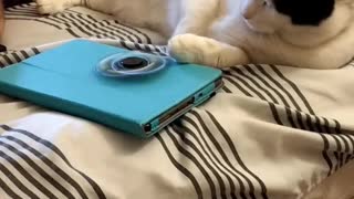 Lazy Kitty Prefers Taking A Nap Instead Of Playing With The Fidget Spinner