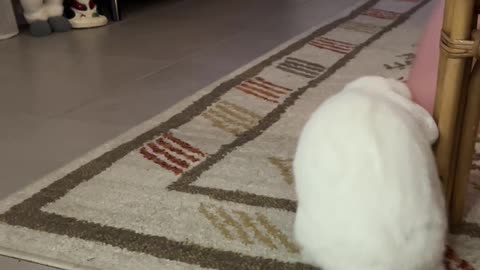 Cute Bunny Plays With Balloon