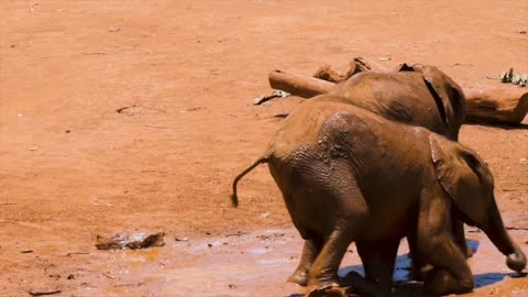 Playing Elephants in mud
