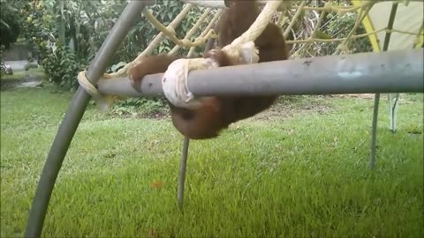 Baby sloths - Being sloths - Funniest compilation