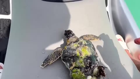 The little turtle swims away so happily ���� thank you