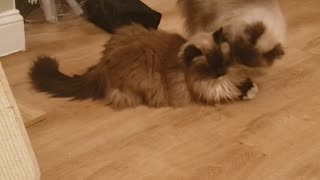 RAGDOLL CATS