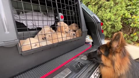 German Shepherd Meets Puppies for The First Time