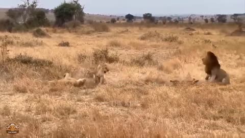 Intense! Watch How The Brave Mother Baboon Protects Her Child From The Ferocious Leopard