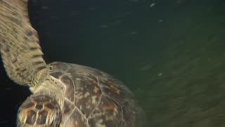 Turtle Attacks Diver's Camera