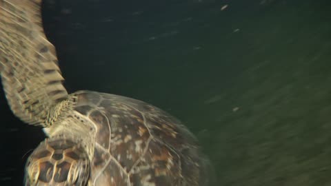 Turtle Attacks Diver's Camera