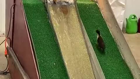 These adorable ducklings are the epitome of pure joy & playfulness! 🐥💦