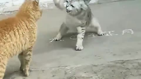 Fight two cutiest cats