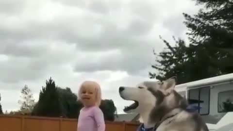 Husky and the little girl yelling loudly together