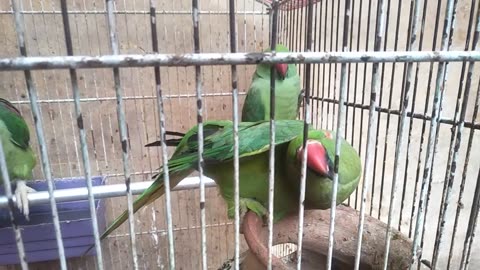 Parrot #parrot talking