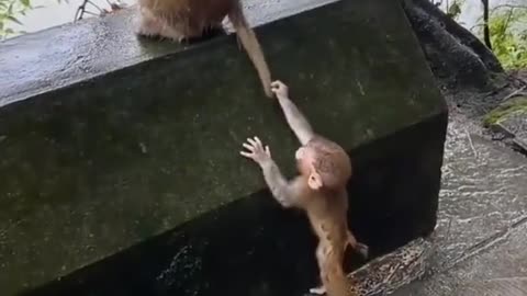 Cute monkey