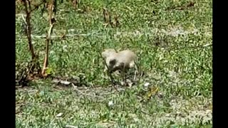 Feeding Prairie Dogs II - It's Sunday!