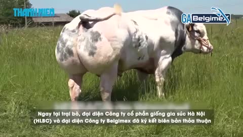 Việt Nam sắp có giống siêu bò “cơ bắp”, nặng hơn 1 tấn mỗi con