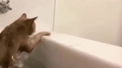 cute animal videos