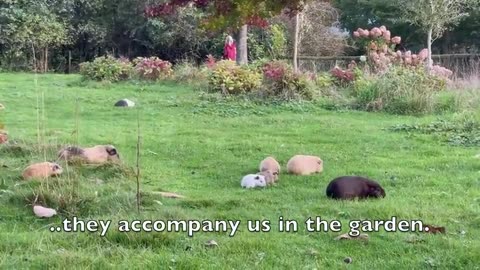 Guinea pigs exit and enter the tube