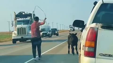 Casual Cowboy Ropes Calf on Highway
