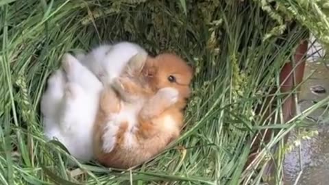On a rainy day, the little bunny sleeps in a warm grassy nest.