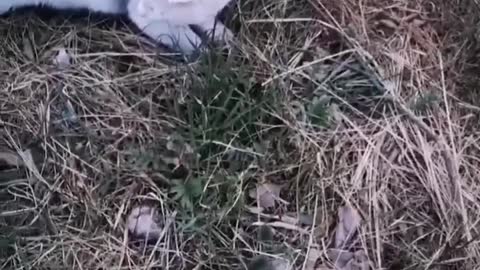 Cute cat, the wonderful process of cat catching mice