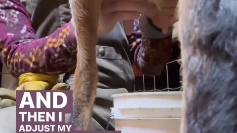How to milk a goat without spilling the bucket - No more messy goat milking