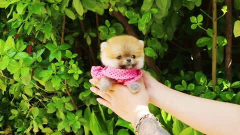 Puppy Beauty, Dog Beauty, Bear Cut Pomeranian