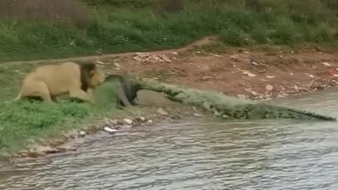 lion vs crocodile