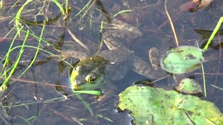 Bullfrog