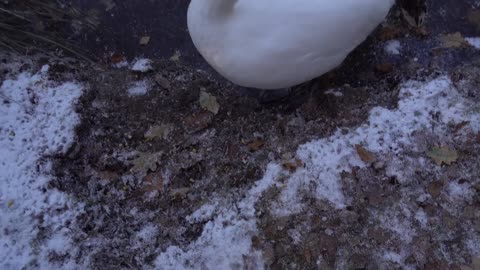 Swan makes tentative amorous advances towards his mate