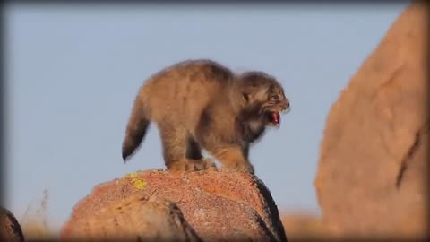 Pallas’s Cat: The Original Grumpy Cat