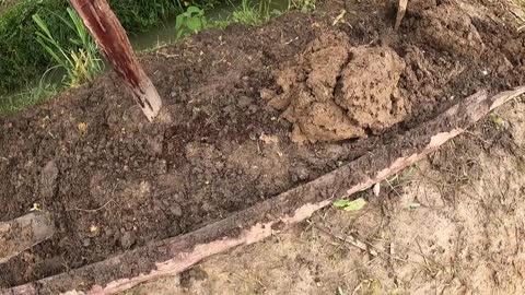 Final preparation of our Raised Garden bed for growing NORTH AMERICAN vegetables in the tropics