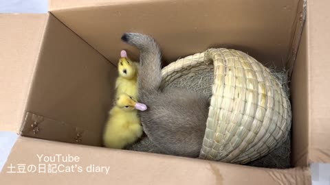 The kitten took eight minutes to bravely rescue the duckling that fell into the hole!